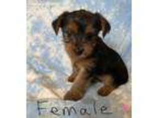 Yorkshire Terrier Puppy for sale in Solon, OH, USA