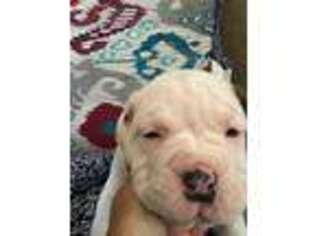 Olde English Bulldogge Puppy for sale in Big Spring, TX, USA