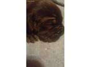 Neapolitan Mastiff Puppy for sale in Ballinger, TX, USA