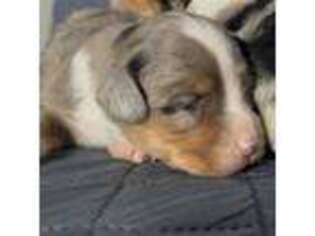 Pembroke Welsh Corgi Puppy for sale in Central Islip, NY, USA