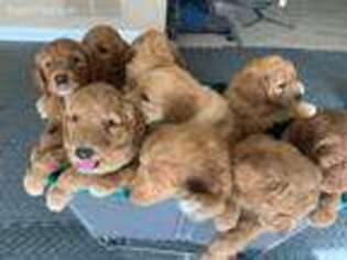 Goldendoodle Puppy for sale in Christiansburg, VA, USA