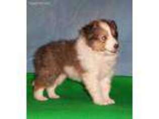 Shetland Sheepdog Puppy for sale in Coopersburg, PA, USA