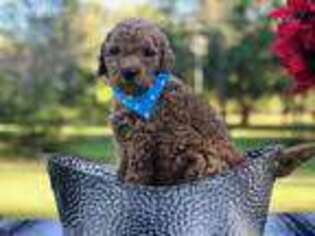 Labradoodle Puppy for sale in Lake City, FL, USA