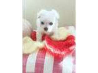 Maltese Puppy for sale in Jessup, MD, USA