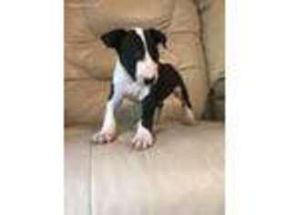 Bull Terrier Puppy for sale in Trussville, AL, USA