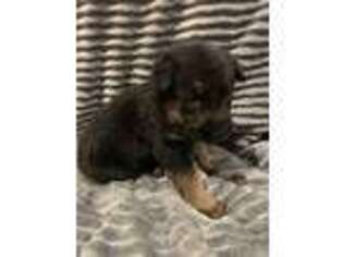 German Shepherd Dog Puppy for sale in Cleveland, TX, USA
