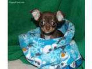 Chihuahua Puppy for sale in Lancaster, OH, USA