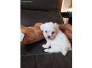 Maltese Puppy for sale in Lebanon, PA, USA