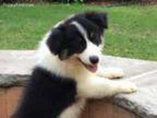 Border Collie Puppy for sale in Travelers Rest, SC, USA