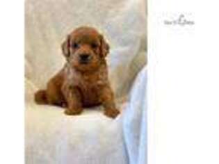 Goldendoodle Puppy for sale in Harrisburg, PA, USA