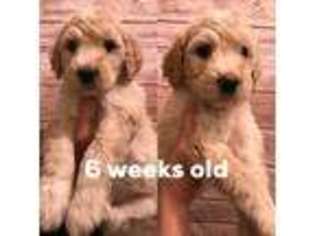 Goldendoodle Puppy for sale in Dearborn Heights, MI, USA