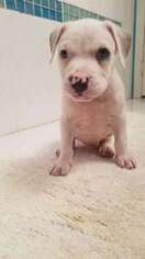 American Pit Bull Terrier Puppy for sale in Miami, FL, USA