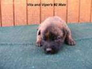 Dutch Shepherd Dog Puppy for sale in Konawa, OK, USA