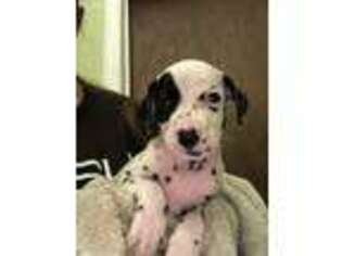 Dalmatian Puppy for sale in Tracy, MN, USA
