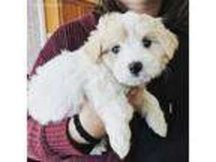 Maltese Puppy for sale in Winchester, OH, USA