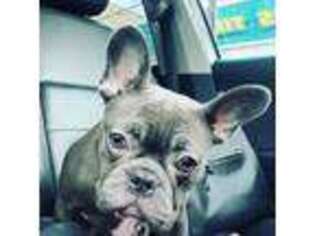 French Bulldog Puppy for sale in Floral Park, NY, USA