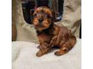 Teddy Roosevelt Terrier Puppy for sale in Cochranton, PA, USA