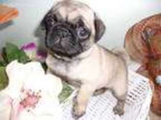 Pug Puppy for sale in Morehead, KY, USA