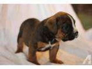 Olde English Bulldogge Puppy for sale in SCIO, OR, USA
