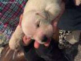 Labrador Retriever Puppy for sale in Hernando, MS, USA