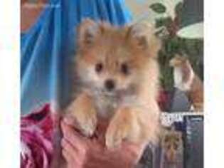 Pomeranian Puppy for sale in Sweetwater, TN, USA