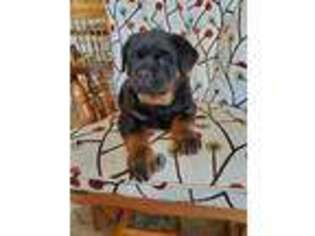 Rottweiler Puppy for sale in Fleetwood, PA, USA