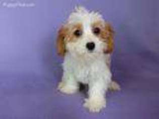 Cavachon Puppy for sale in North Collins, NY, USA