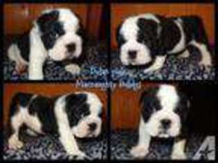 Bulldog Puppy for sale in SAINT PAUL, MN, USA