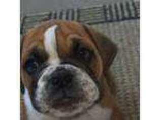 Bulldog Puppy for sale in Middletown, OH, USA