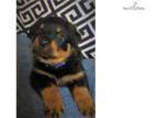 Rottweiler Puppy for sale in Denver, CO, USA