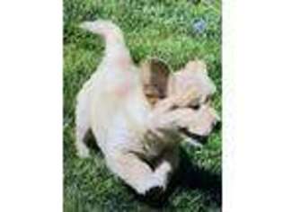 Golden Retriever Puppy for sale in Little Compton, RI, USA