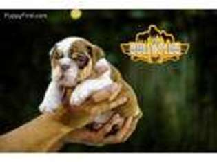 Bulldog Puppy for sale in Saint Petersburg, FL, USA