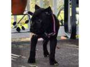 Cane Corso Puppy for sale in Pomona Park, FL, USA