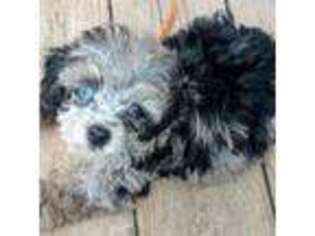 Mutt Puppy for sale in Summersville, MO, USA