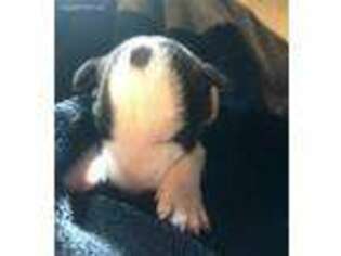 Bull Terrier Puppy for sale in Memphis, TN, USA