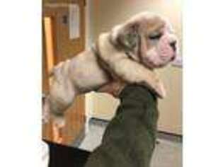 Bulldog Puppy for sale in Montgomery, TX, USA
