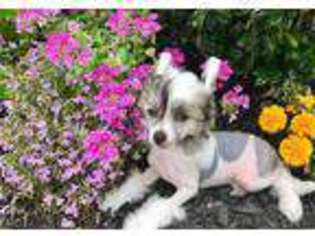 Chinese Crested Puppy for sale in Tomball, TX, USA