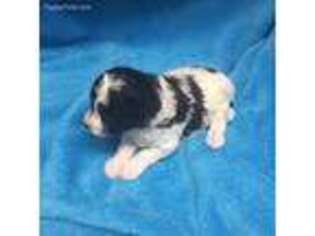 Mutt Puppy for sale in Lompoc, CA, USA
