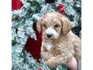Goldendoodle Puppy for sale in Munnsville, NY, USA