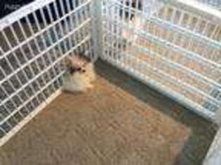 Pomeranian Puppy for sale in Prairie Du Rocher, IL, USA