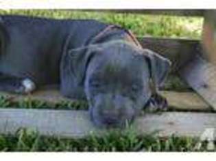 American Pit Bull Terrier Puppy for sale in SAN DIEGO, CA, USA