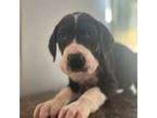 Great Dane Puppy for sale in Centralia, IL, USA