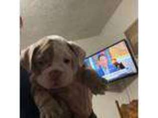 Bulldog Puppy for sale in Nashport, OH, USA