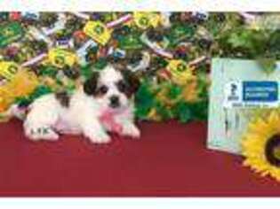 Shorkie Tzu Puppy for sale in Monroe, LA, USA