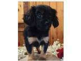 Cavachon Puppy for sale in Naugatuck, CT, USA
