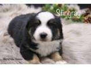 Miniature Australian Shepherd Puppy for sale in Lancaster, MN, USA