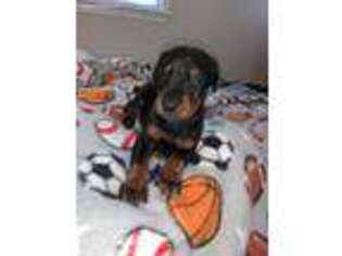 Doberman Pinscher Puppy for sale in Florence, SC, USA
