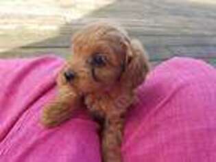 Cavapoo Puppy for sale in Romney, WV, USA