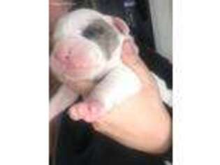 Olde English Bulldogge Puppy for sale in Batavia, IL, USA