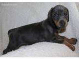 Doberman Pinscher Puppy for sale in Augusta, WI, USA